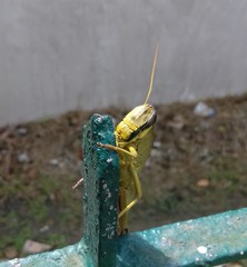 Choroedocus robustus