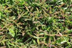 Mimosa pudica