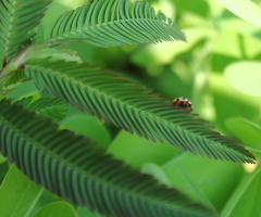 Mimosa pudica