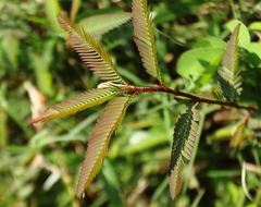 Mimosa pudica