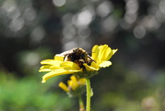 Svastra obliqua expurgata