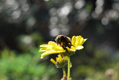 Svastra obliqua expurgata