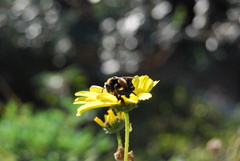 Svastra obliqua expurgata