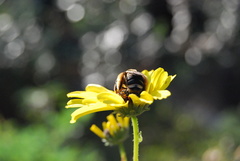 Svastra obliqua expurgata
