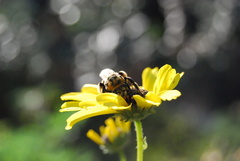 Svastra obliqua expurgata