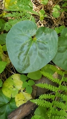 Asarum lemmonii