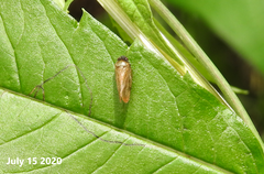 Eoscarta assimilis