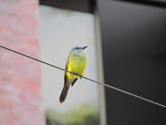 Tyrannus melancholicus