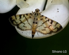 Dichocrocis sabatalis