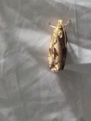 Endothenia quadrimaculana