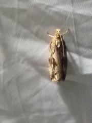 Endothenia quadrimaculana