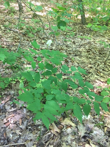White baneberry (Actaea pachypoda)