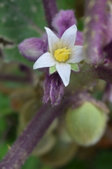 Solanum quitoense