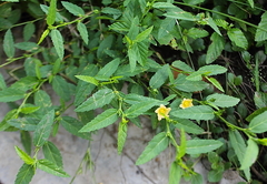 Sida acuta