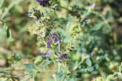 Medicago virescens