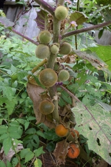 Solanum quitoense