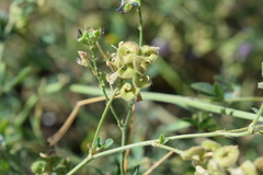 Medicago virescens