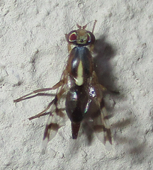 Coelotrypes