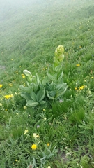 Gentiana lutea lutea