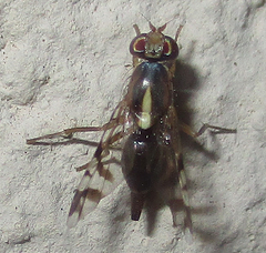 Coelotrypes