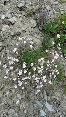 Gypsophila repens