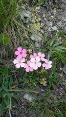 Dianthus pavonius