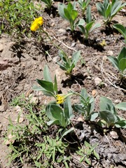 Arnica dealbata