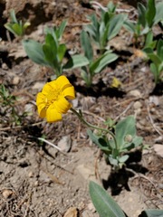 Arnica dealbata