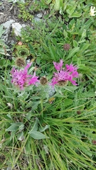 Centaurea uniflora