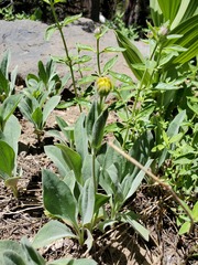Arnica dealbata