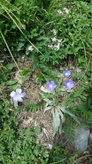 Linum alpinum