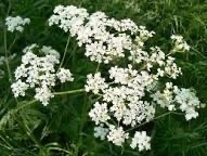 Anthriscus sylvestris