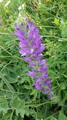 Campanula spicata