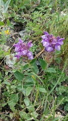 Scutellaria alpina