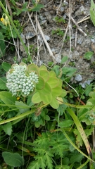 Hylotelephium anacampseros