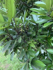 Lithocarpus edulis