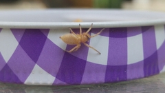 Cheiracanthium inclusum