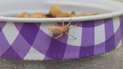 Cheiracanthium inclusum