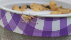 Cheiracanthium inclusum