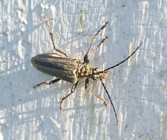 Oxymirus cursor