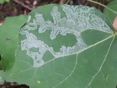 Phyllocnistis labyrinthella