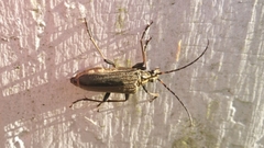 Oxymirus cursor