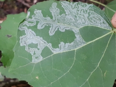 Phyllocnistis labyrinthella