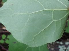 Phyllocnistis labyrinthella