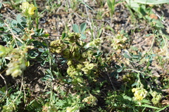Medicago glomerata