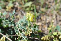 Medicago glomerata