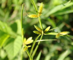 Cyperus