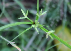 Cyperus