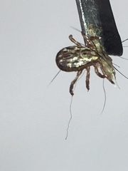 Dermacentor andersoni