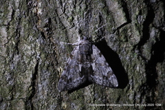 Catocala insolabilis